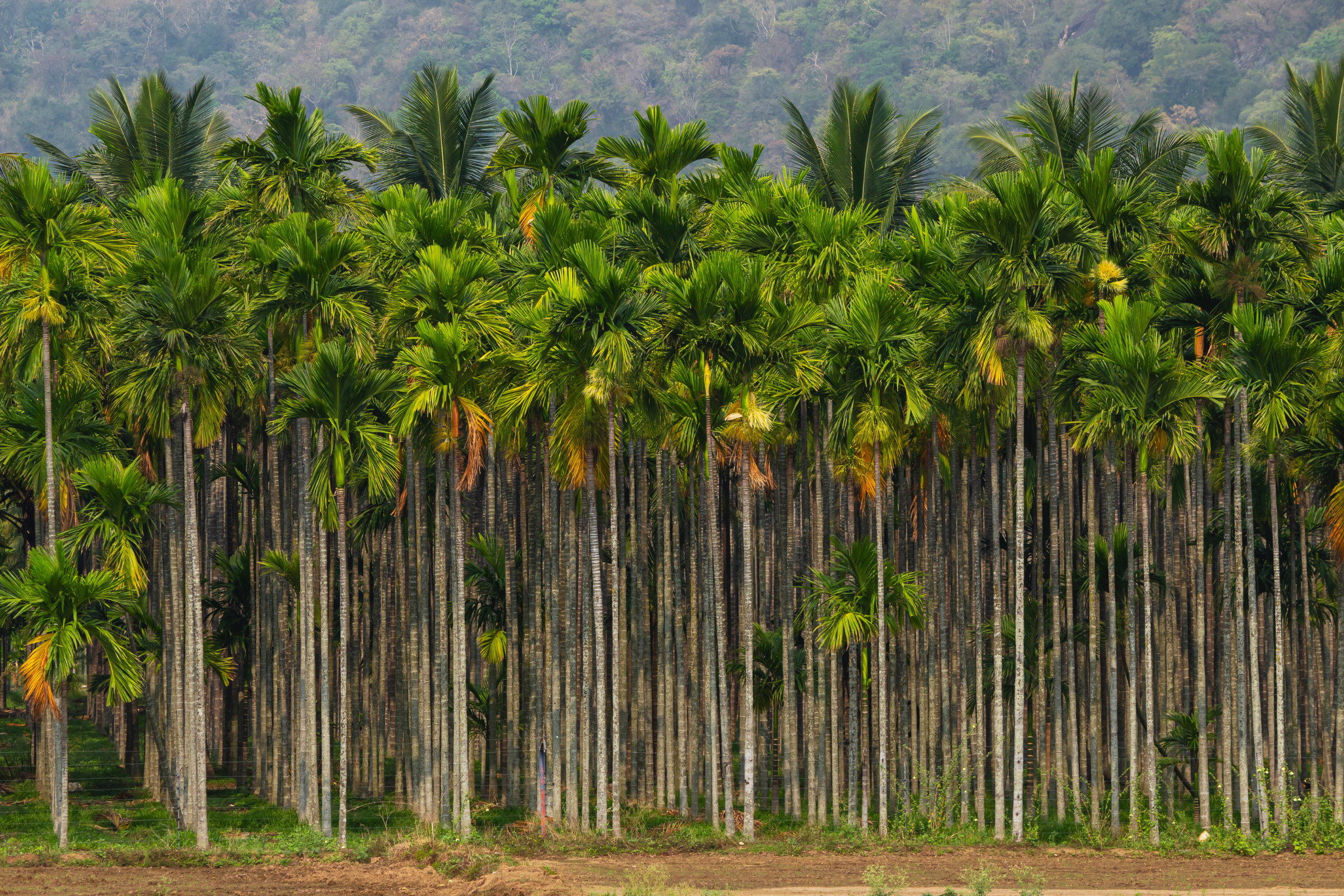 coimbatore (2).webp